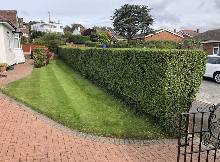 hedge maintenance conwy north wales